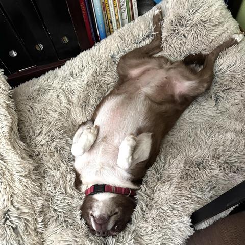 iPhone photo of Teddi, our chonky brown and white dog lying on her back on a fluffy grey dog bed with her paws in the air, eyes wide open, there are bookshelves behind her
