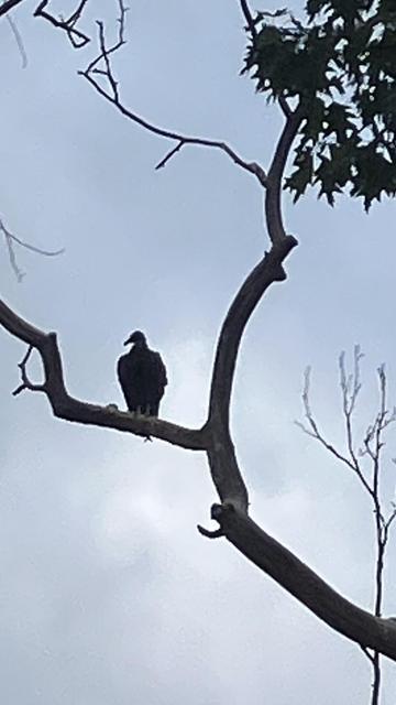 A large bird is perched on a bare branch against a cloudy sky.