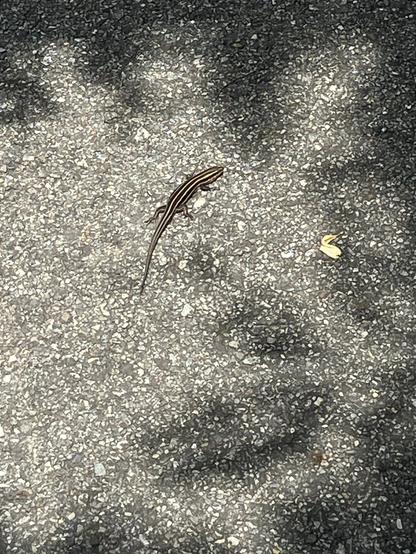 A small five lined skink with a long, slender body and striped pattern is walking on a textured asphalt surface, surrounded by shadows. A small piece of organic matter is visible nearby.