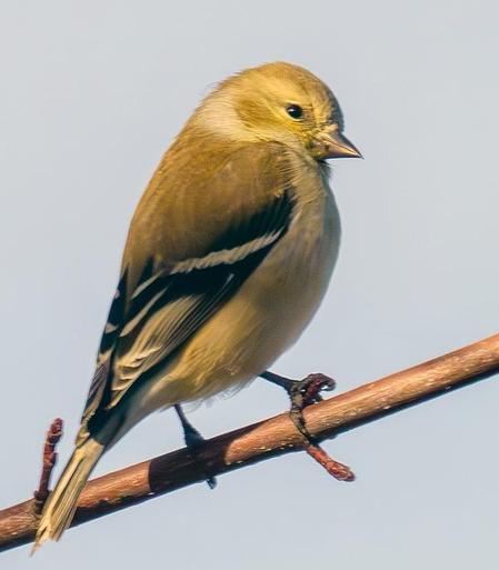 A goldfinch perched on a branch.
