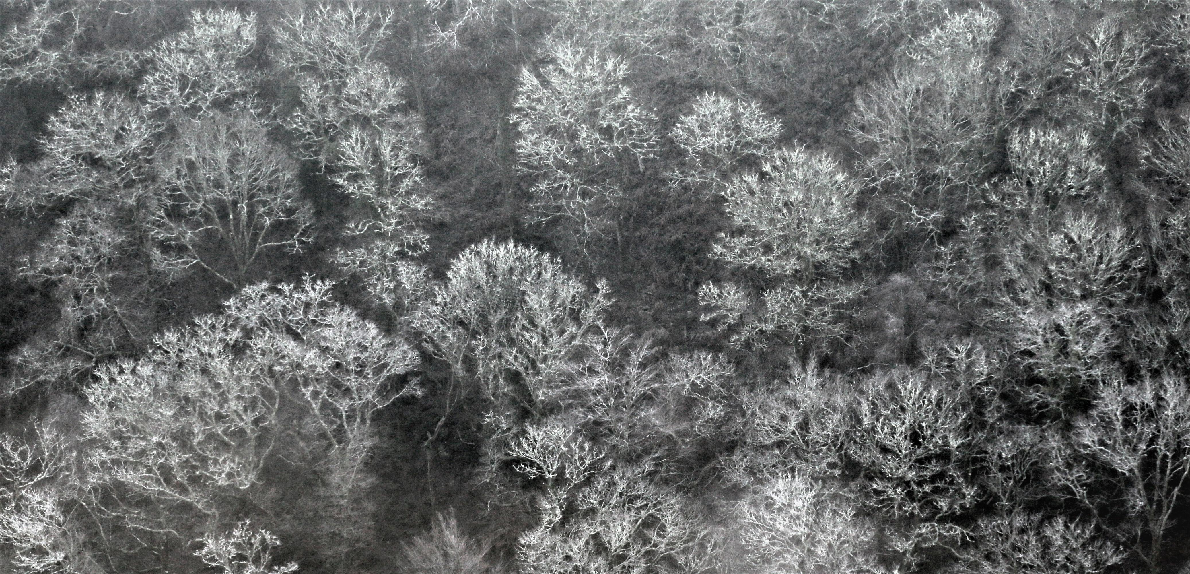A view of bare trees, from above, covered in frost. A view of bare trees, from above, covered in frost.