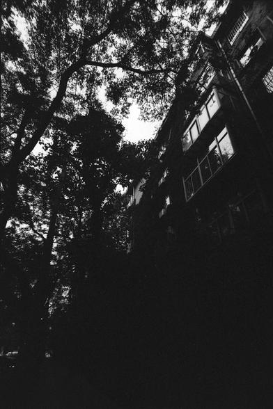 Lucky Lucky SHD 400 (FF)

English Alt Text:
A dramatic black-and-white image taken from a low angle, showing a tall modern building partially hidden behind thick tree foliage. The building has large windows and multiple floors. The tree branches and leaves create a canopy that filters light and casts shadows, producing a high-contrast, moody composition. The interplay between nature and architecture gives the scene a layered, contemplative feel.

中文替代文字：
这是一张黑白照片，从低角度拍摄，一座现代高楼部分被茂密树叶遮挡。建筑有多层和大窗…