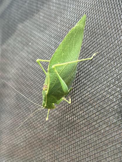 A green katydid resting on a mesh screen, blending in with its leaf-like appearance.