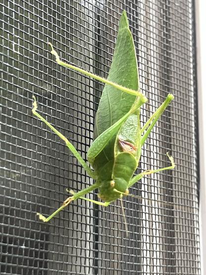 A green katydid is perched on a black mesh screen, displaying its elongated body and large wings.
