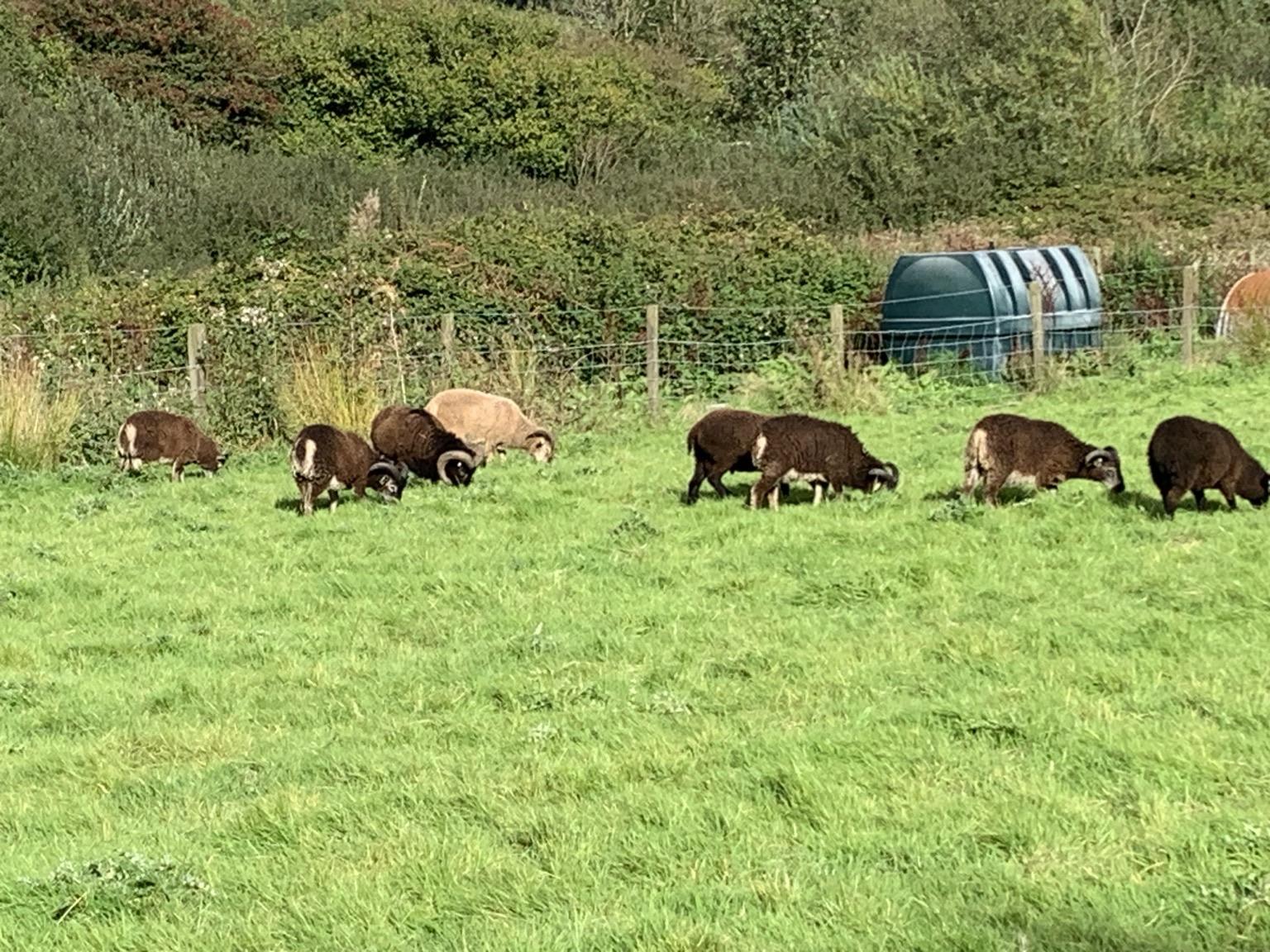 Seven ram lambs grazing - one golden and six dark brown with lighter bellies and the dark brown stock ram Cennen in the middle with his big curly horns. Their mothers grass is green