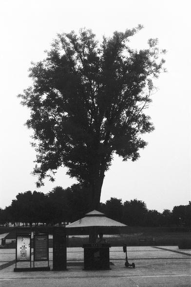 Lucky Lucky SHD 400 (FF)

English Alt Text:
Black-and-white image of a large tree standing in the center of a paved area. Beneath the tree is a small kiosk with a slanted roof, signage, and a QR code. An electric scooter is parked beside it. The background includes more trees and open space, suggesting a park. The composition highlights the tree’s scale and presence, contrasting nature with human-made structures.

中文替代文字：
黑白照片中，一棵大树矗立在铺设广场中央。树下有一个小亭子，屋顶倾斜，上面有标识和二维码。旁边停着一辆电动滑板车。背景是更多的树木和开阔空间，暗示这…