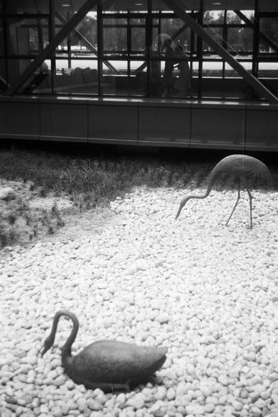 FUJIFILM NEOPAN F (FF)

English Alt Text:
Two bird sculptures are placed on a bed of white pebbles outdoors. One resembles a swan with its neck curved downward, and the other resembles a crane with a long neck and pointed beak. The area is landscaped with grass and adjacent to a modern building with glass windows and metal framework. A person is visible inside the building, adding scale and context.

中文替代文字：
户外场景中，两只鸟类雕塑安置在白色鹅卵石上。一只像天鹅，脖子向下弯曲；另一只像鹤，长颈和尖嘴朝地面。周围有草地，旁边是一座现代建筑，带有玻璃窗和金属结构。建筑内可见一人，增强…