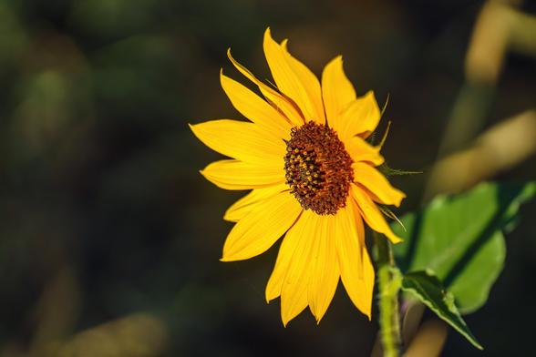 Closeup photo of a sunflower head. Bright yellow petals surround the hundreds of individual reddish-brown flowers in the middle of the larger “flower”. Dark, out of focus background, green, out of focus leaves and stems on the right.