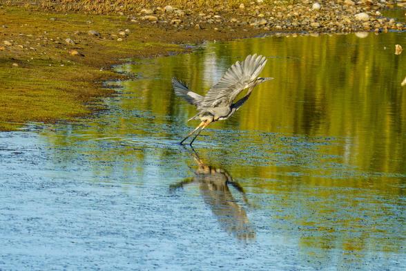 Photo of a large heron taking off in flight from a shallow pond. Its wings are stretched above it as it takes the first couple powerful strokes to become airborne. Its feet are still in the water. Blue sky is reflected at the bottom of the image, and the heron’s body is reflected in the water. Behind the heron green trees and bushes are reflected, across the top of the image a rocky shore is visible. September 2025.