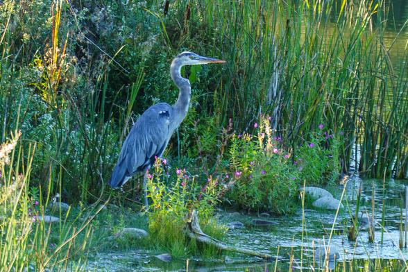 Photo of a blue heron standing at the edge of a shallow pond, among marsh grasses and flowering bushes. September 2025