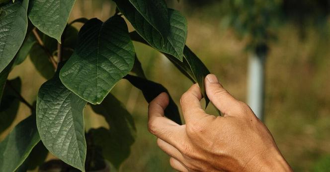 A close up of a person's hand pinching a leaf.