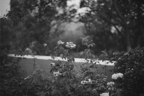 Ilford HP5 Plus 400 (FF)

English Alt Text:
A tranquil garden scene in black and white. In the foreground, blooming roses with soft petals are surrounded by leafy bushes and dense plants. A lone path runs behind the garden, separating it from a backdrop of tall, shadowy trees. The trees form a natural curtain, adding depth and serenity. The monochrome tone evokes nostalgia and quiet beauty, with soft contrasts between light and shade.

中文替代文字：
一幅黑白花园景象。前景中盛开的玫瑰花瓣柔美，四周环绕着茂密的灌木和植物。花园后方是一条幽闭的小径，背后…