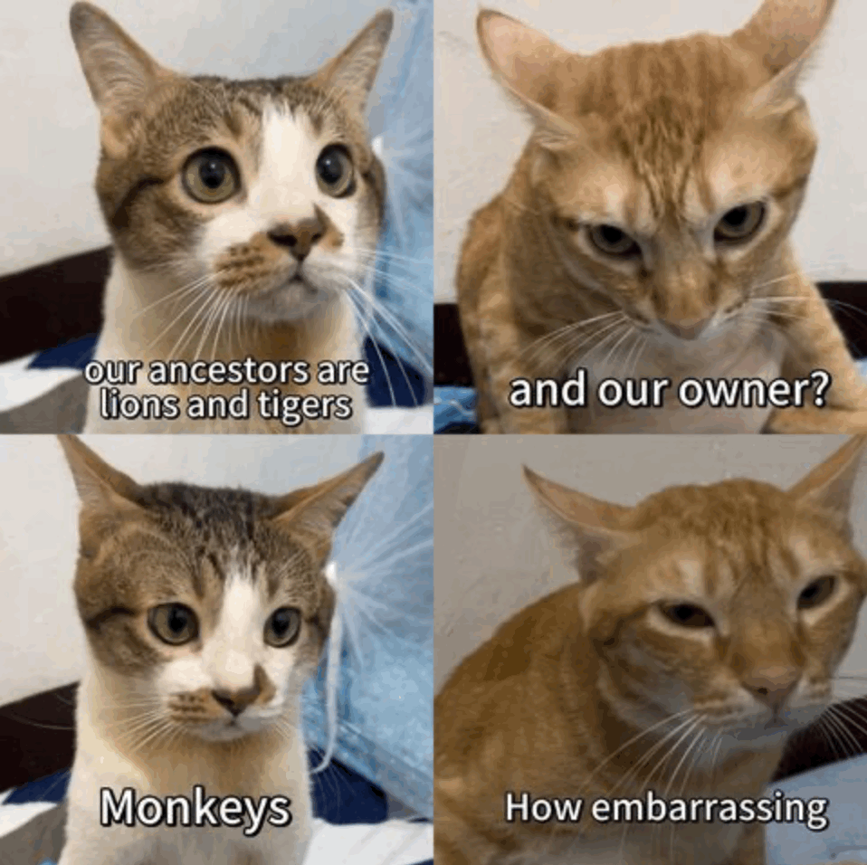 Four images of two cats as though they are conversing.
Each image is a head shot. On the left is a calico, on the right is a ginger.
C. Our ancestors are lions and tigers.
G. And our owner?
C. Monkeys.
G. How embarrassing.