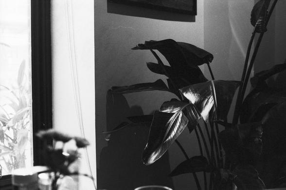 Lucky Lucky SHD 400 (FF)

English Alt Text:
A black-and-white photograph of a large tropical plant with broad, glossy leaves positioned near a sunlit window. The leaves catch the light dramatically, creating sharp contrasts with the darker room. In the foreground, a blurred table holds a small vase of flowers and a glass, suggesting a cozy domestic setting. The interplay of light and shadow evokes a peaceful, contemplative mood, highlighting nature’s quiet presence indoors.

中文替代文字：
这是一张黑白照片，画面…
