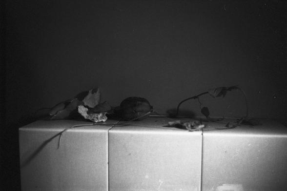 Lucky Lucky SHD 400 (FF)

English Alt Text:
A black-and-white still life showing a tiled surface with dried leaves, a shriveled fruit or vegetable, and a vine with small leaves. The tiles are square and clean, contrasting with the organic textures of the natural elements. Soft directional lighting casts shadows that enhance the depth and detail. The composition evokes decay, time, and quiet beauty in simplicity.

中文替代文字：
这是一张黑白静物照片，画面中是铺有方形瓷砖的表面，上面散落着干枯的叶子、一颗皱缩的果实或蔬菜，以及一条带小叶子的藤蔓。瓷砖整洁，与自然元素的粗糙质感…