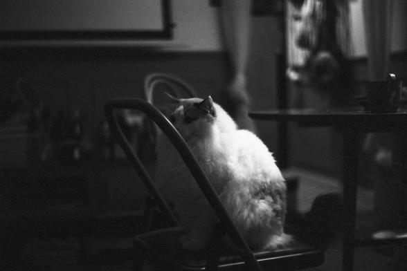 Lucky Lucky SHD 400 (FF)

English Alt Text:
A fluffy white cat with darker markings sits calmly on a cushioned chair with a metal frame. The room is dimly lit, creating a moody and intimate atmosphere. The cat faces slightly left, its fur soft and voluminous. In the background, household items are scattered: a table, a cup, hanging clothes, and a curtain. The black-and-white tone adds a nostalgic, almost cinematic feel to the domestic scene.

中文替代文本：
一只毛茸茸的白猫，身上有些深色斑纹，安静地坐在一张金属框架的软垫椅子上。房间光线昏暗，营…