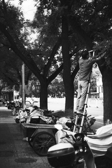 Lucky Lucky SHD 400 (FF)

English Alt Text:
A black-and-white street scene shows a person standing on a ladder, reaching into a tree—possibly pruning or collecting something. The ladder is mounted on a cart attached to a bicycle or motorbike. The street is lined with large trees, and several bicycles and motorbikes are parked nearby. Buildings and a fence form the background. The candid moment reflects everyday urban labor and resourcefulness.

中文替代文字：
这张黑白街景照片中，一人站在梯子上，伸手进入树枝间，可能在修剪或采摘。梯子固定在一辆…