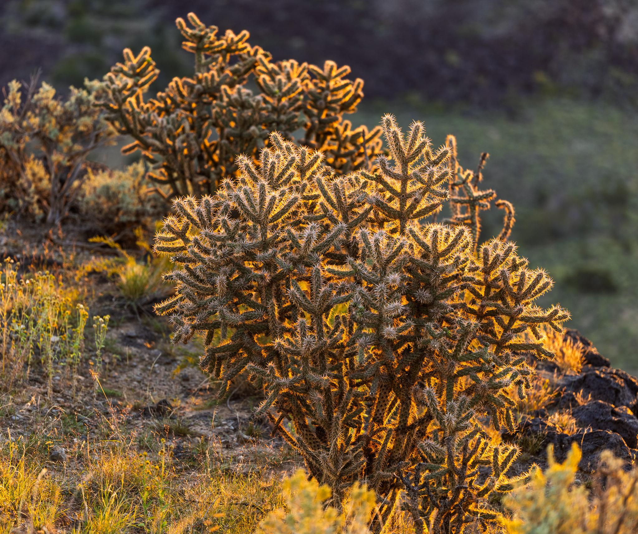 A pair of bushy cholla cactus plants, their short but abundant needles glowing bright yellow from sunrise light.