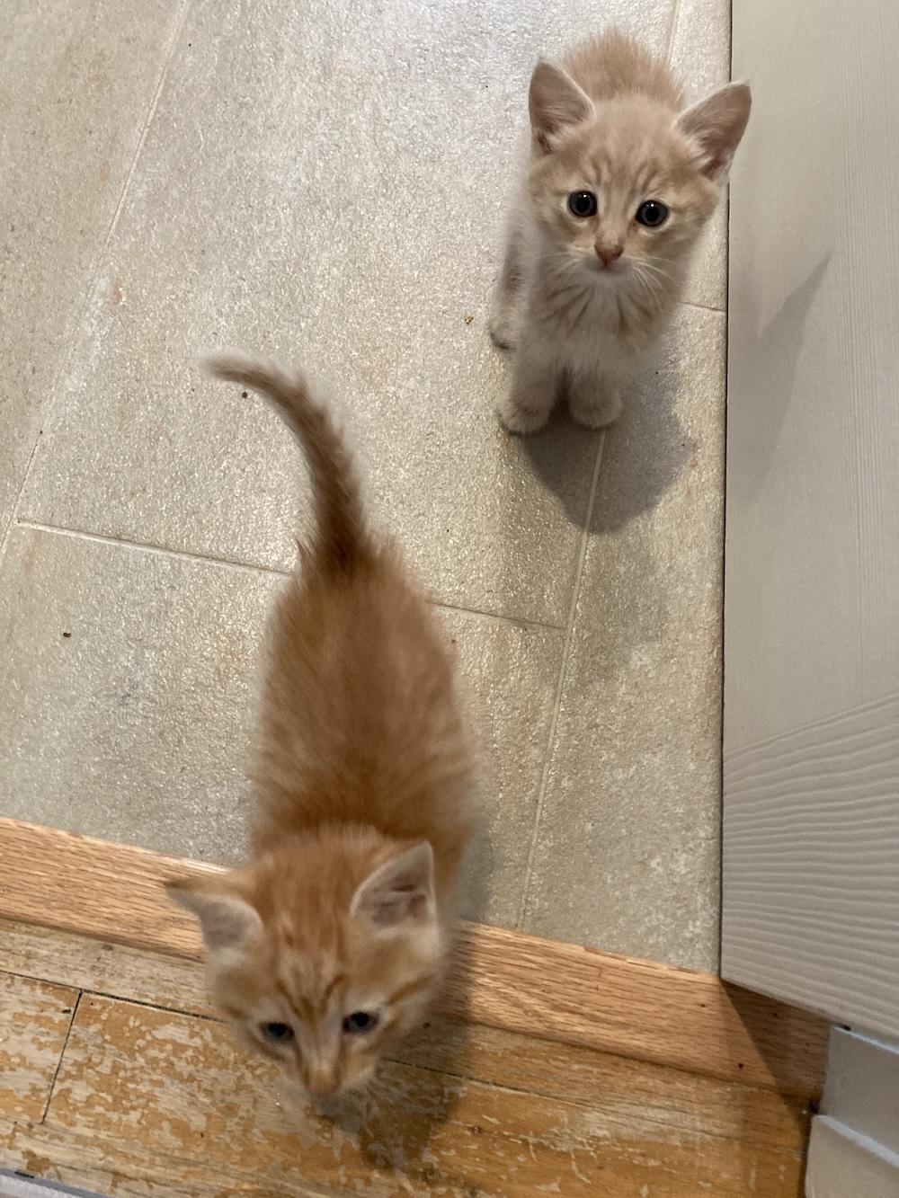 Photo of two tabby kittens, one buff (Sabot) and one orange (Spanner). Sabot is further away and looks a little worried. Spanner is closer and is looking toward the photographer's feet.