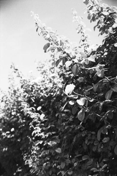 Lucky Lucky SHD 400 (FF)

English Alt Text:
A black-and-white photo of a dense hedge or bush taken from a low angle. The foliage is thick with many small leaves and a few scattered flowers. Some branches extend upward toward a clear sky. The lighting suggests daytime, and the image emphasizes the texture and shape of the vegetation.

中文替代文字：
这是一张黑白照片，从低角度拍摄一片茂密的灌木。画面中有大量小叶子和几朵分散的花朵。部分枝条向上延伸，背景是晴朗的天空。光线显示为白天，画面突出植物的质感和形状。