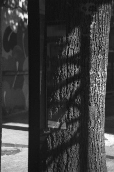 Ilford HP5 Plus 400 (FF)

English Alt Text:
A black-and-white photo of a tree trunk with deeply textured bark. Diagonal shadows from a window frame or similar structure fall across the trunk, creating a striking pattern. Behind the tree is a wall with abstract graffiti or painted shapes, and a sidewalk runs along the base. The sunlight is strong, casting sharp contrasts between light and shadow. The image blends natural and urban elements, emphasizing texture and geometry.

中文替代文字：
这是一张黑白照片，画面中…
