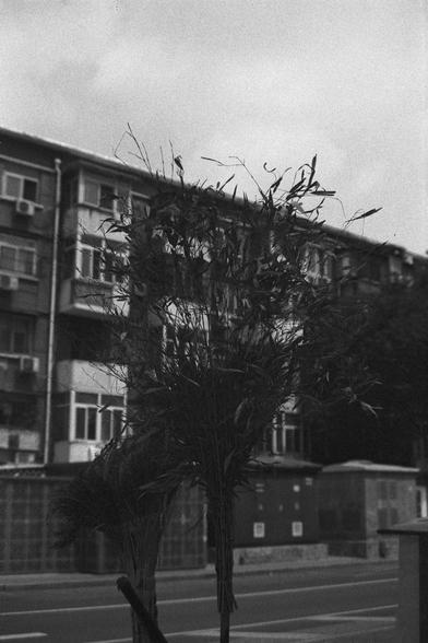 English Alt Text:
A monochrome photo of a residential street. In the foreground, bundles of dried plants or handmade brooms are slightly out of focus. Behind them stands a multi-story building with windows and air conditioning units. Utility boxes line the sidewalk. The sky is overcast, and the mood is subdued, evoking a quiet, lived-in neighborhood.

中文替代文本：
这是一张黑白照片，描绘了住宅街道的景象。前景中有几束干燥植物或手工扫帚，略显模糊。背景是一栋多层住宅楼，窗户和空调外机清晰可见。人行道旁排列着电箱。天空阴沉，整体氛围安静而低调，展现了一个有人居住的社区日常。