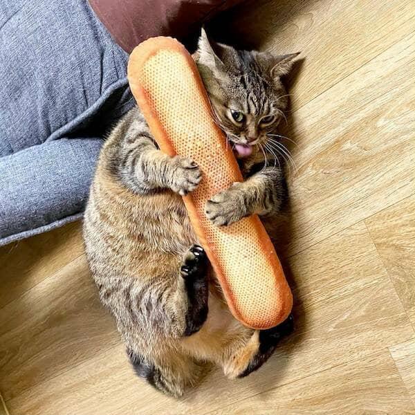 Kitty holding bread for life