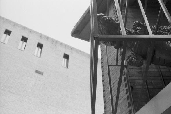 Kentmere Kentmere PAN 400 (FF)

English Alt Text: A black and white photo showing two contrasting buildings. On the left is a light brick structure with three narrow vertical windows and a small vent. On the right is a darker brick building with a metal railing. Behind the railing, a large reptilian sculpture—possibly a dinosaur or lizard—is partially visible. Its textured surface adds an unexpected element to the otherwise minimalist urban scene. The contrast between architectural styles and t…