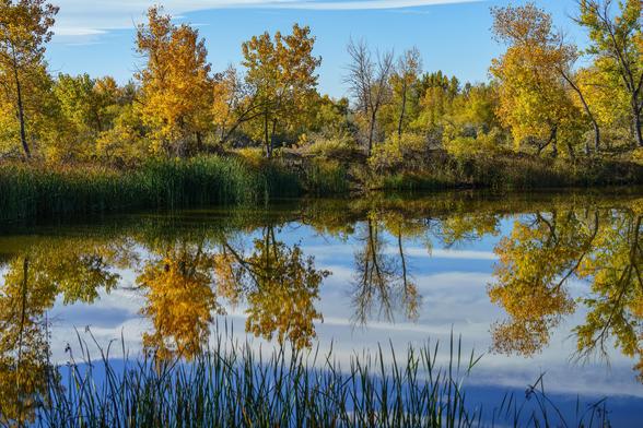 Landscape photo. Some trees with leaves turning from green to yellow across the image, reflected in still water below. White clouds at the top are also reflected in the water. Arapaho Bend natural area in Fort Collins, CO. October 2025