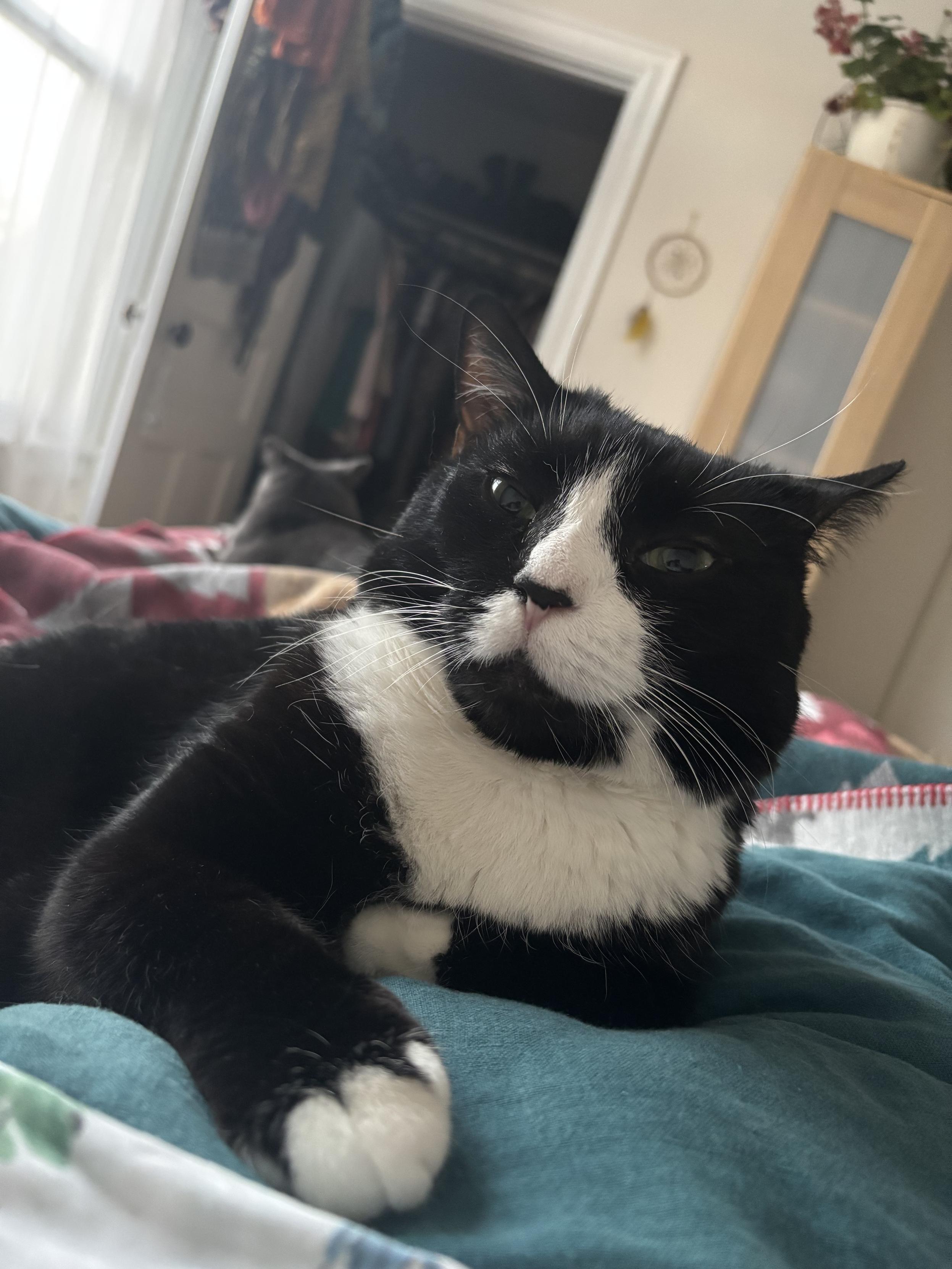 A tuxedo cat lying on a bed.