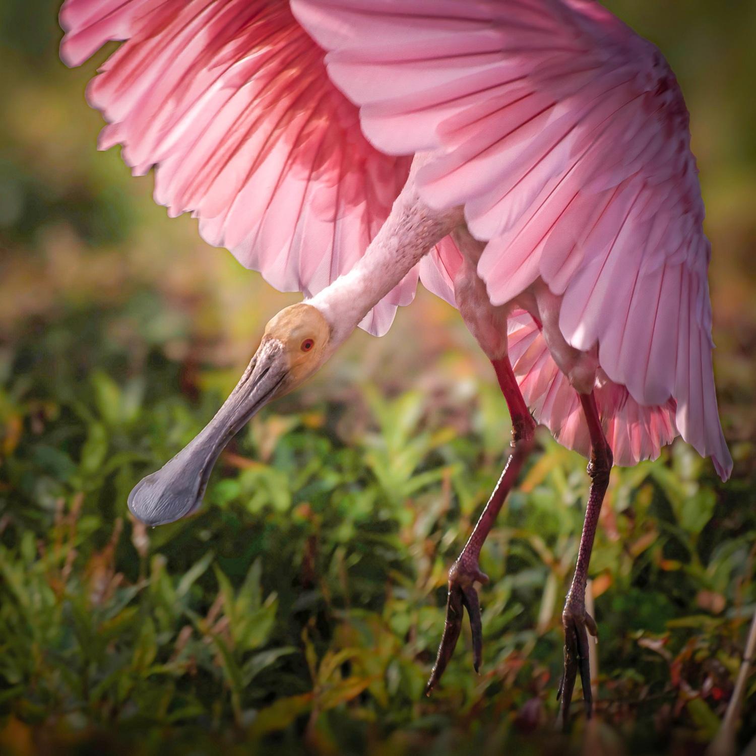 Roseate spoonbill landing with pink wings spread wide over green marsh vegetation, sunlight illuminating its feathers.