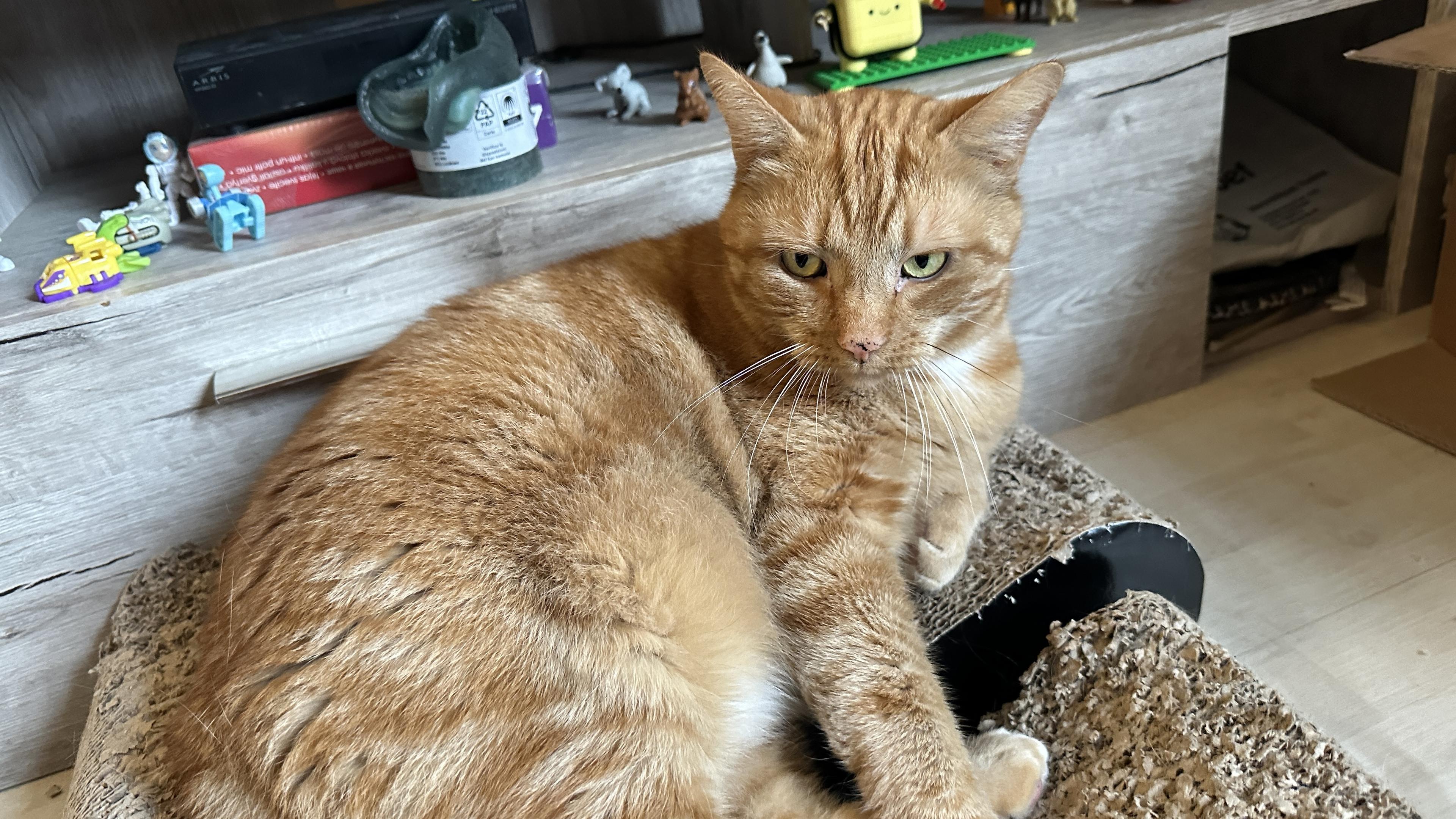 George the cat in the living room