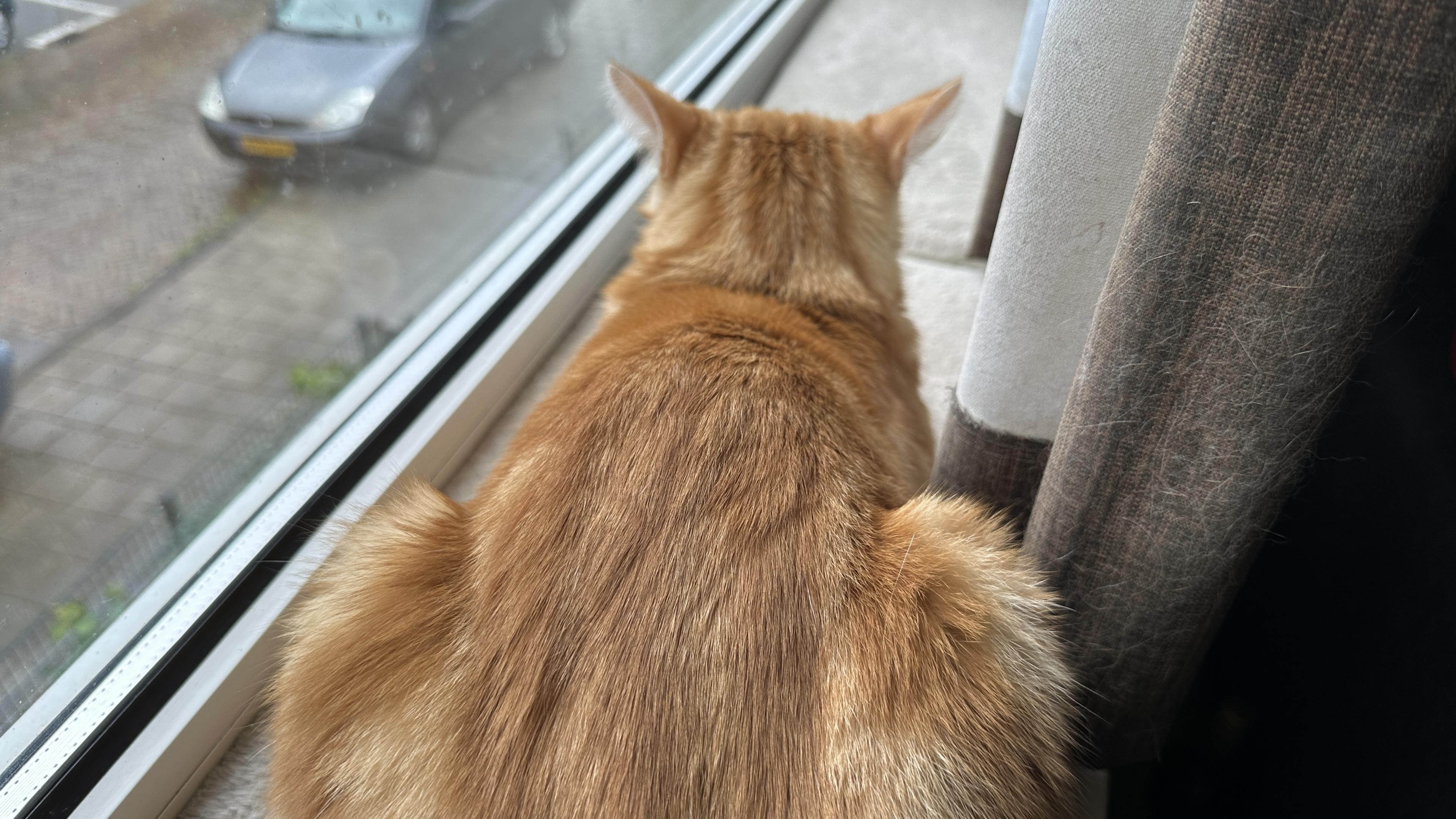 Washy in front of the window