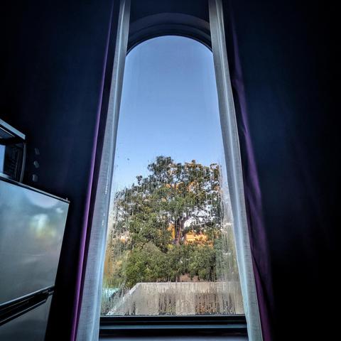 Looking through an arched window framed by purple curtains half an hour after sunrise, we can see a large green oak tree behind a poured concrete wall. The sky is blue and cloudless.