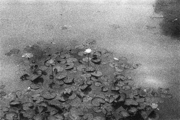 ORWO P400 (FF)

English Alt Text: A grainy black and white image of a pond covered with lily pads. In the center, a single white water lily blooms, standing out against the dark water and dense foliage. The water appears slightly murky, and the texture suggests film grain or high ISO photography. The composition emphasizes tranquility and the beauty of a solitary flower.

中文替代文字：
一张黑白颗粒感照片，画面是布满睡莲叶的池塘。中央有一朵盛开的白色睡莲，在昏暗的水面和密集的叶片中格外醒目。水质略显浑浊，图像质感显示出胶片颗粒或高感光度拍摄的效果。画面传达出宁静氛围和孤花之美。