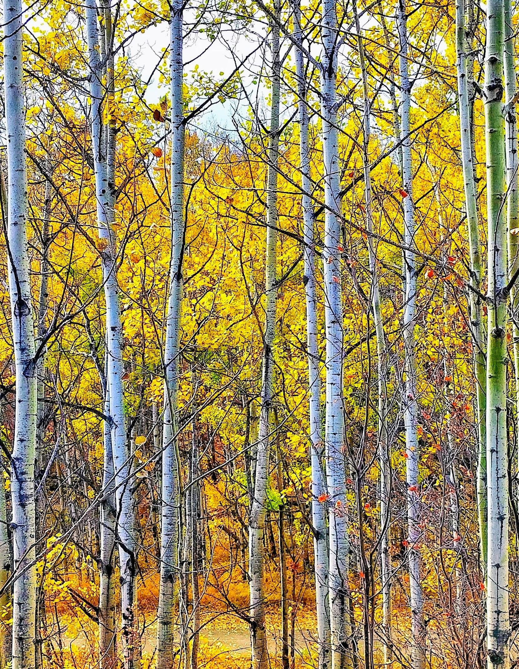 The image depicts a dense forest scene with tall trees dominating the view.
The trees have white bark with dark markings, creating a visually striking pattern.
The foliage is a vibrant mix of yellow and orange, suggesting autumn.
The sky is visible through gaps in the canopy, appearing light blue and slightly overcast.
