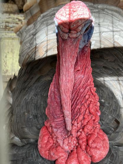Close-up of a turkey's head, showcasing its colorful wattles and wrinkled skin. The snood, the fleshy protuberance above his beak, hangs fully down obscuring said beak. 