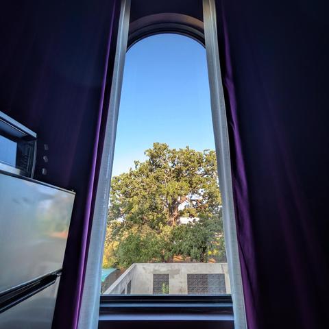 Looking through an arched window framed by purple curtains two hours after sunrise, we can see a large green oak tree behind a poured concrete wall. The sky is bright blue and cloudless, and the sun is shining.
