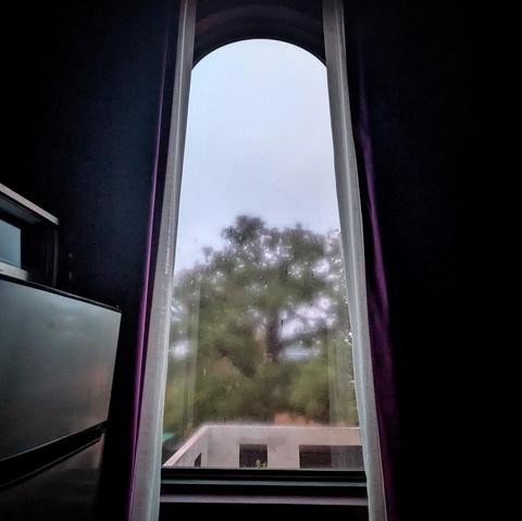 Looking through an arched window framed by purple curtains fifteen minutes after sunrise, we can see a large green oak tree behind a poured concrete wall. The sky is murky and gray, and the view is blurred by condensation on the window. 