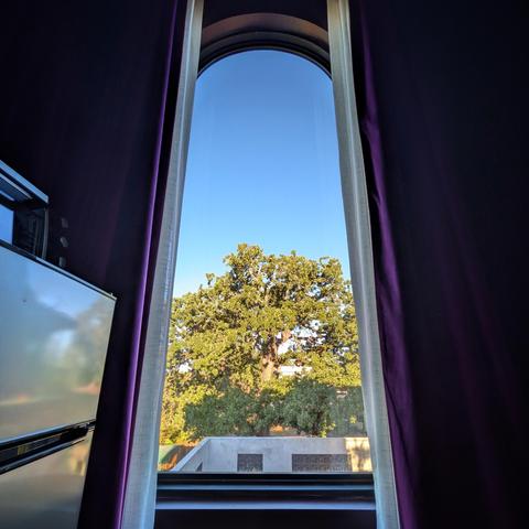 Looking through an arched window framed by purple curtains ninety minutes after sunrise, we can see a large green oak tree behind a poured concrete wall. The sky is bright blue and cloudless, and the sun is shining.