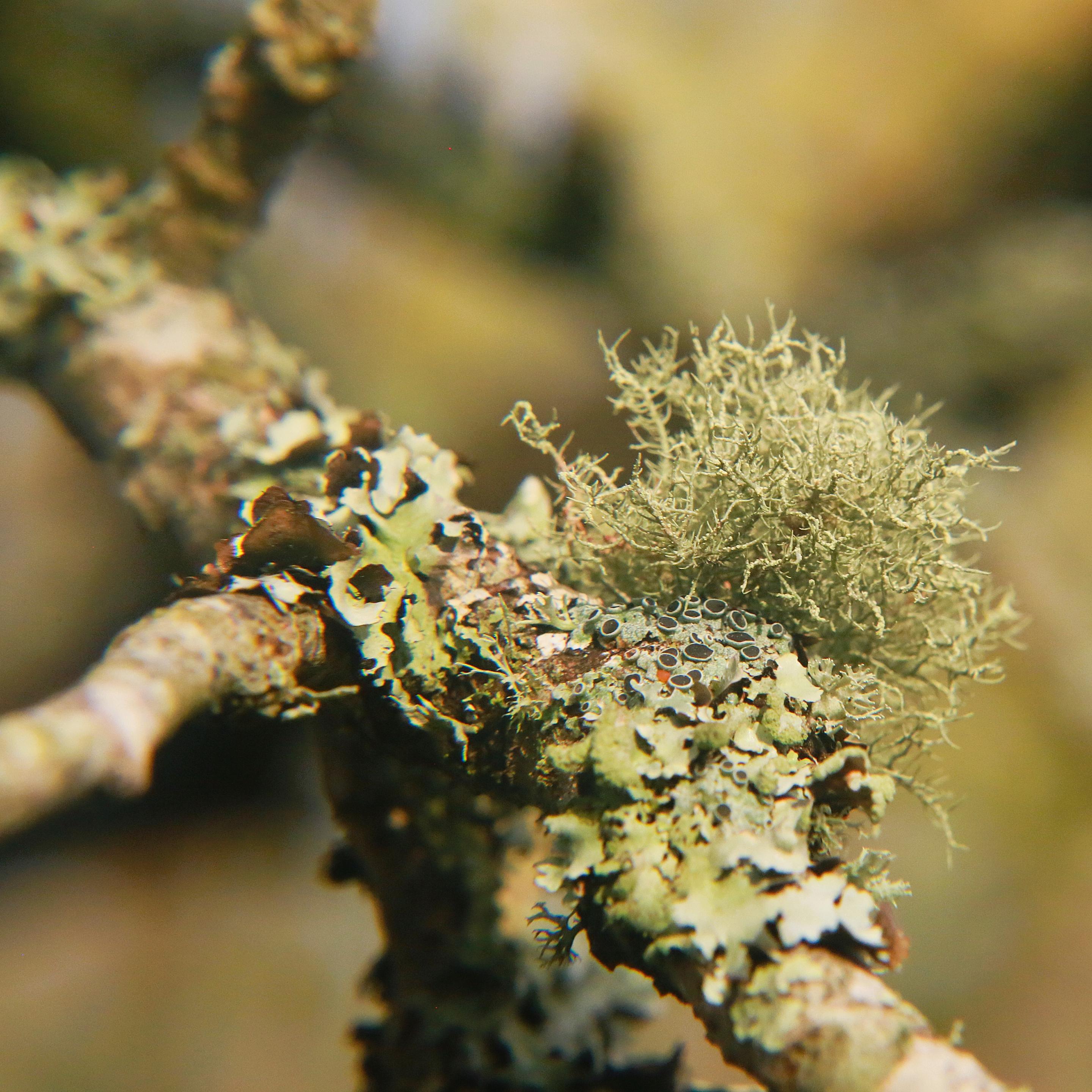 Close-up of a lichen-covered twig.