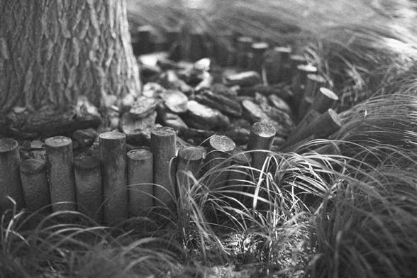 Ilford HP5 Plus 400 (FF)

English Alt Text:
A black and white image of a tree trunk surrounded by a circular border made of short wooden logs. Inside the border, pieces of bark or cut wood are scattered around the base. Tall, thin grass flows gently around the logs, adding texture and movement. The scene feels natural and handcrafted, with a nostalgic tone.

中文替代文字：
这是一张黑白照片，展示了一棵树的树干，周围环绕着由短木桩组成的圆形边界。边界内散落着树皮或切割的木块。高而细的草在木桩周围轻柔地弯曲流动，增添了质感和动感。画面自然朴素，带有一种怀旧的氛围。