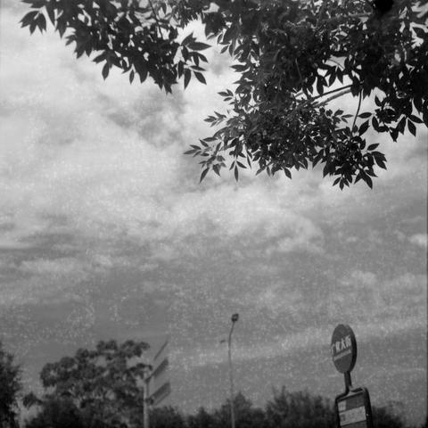 Ilford HP5 Plus 400 (6x6)

English Alt Text:
A black-and-white photograph of a partly cloudy sky with tree branches extending from the top right corner. In the lower section, a tall streetlight pole stands upright, surrounded by several street signs. The grainy texture of the photo gives it a vintage, film-like quality. The scene feels quiet and still, as if captured in a suburban or roadside area where nature and human-made structures meet.

中文替代文字：
一张黑白照片，天空中有零散的云朵，右上角伸出几枝树枝。画面下方是一根高高的路灯杆，周围有…
