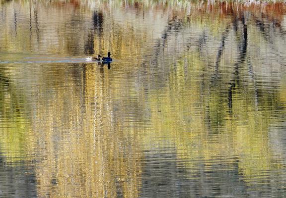 Photo. Two ducks, a male and a female, floating together on a lightly rippling pond. The water is reflecting the changing leaves and branches of trees on the opposite shore. The rippling surface makes the image look like an impressionist painting. October 2017.