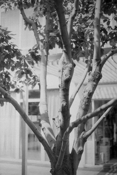 Ilford HP5 Plus 400 (FF)

English Alt Text:
A monochrome photograph of a tree in an urban environment. The tree’s textured bark and branching limbs dominate the foreground. Behind it stands a modern building with large windows, vertical and horizontal lines, and a glass entrance canopy. The contrast between the organic form of the tree and the structured geometry of the building creates a balanced composition.

中文替代文字：
一张黑白照片，前景是一棵树，树干粗糙有质感，枝干向外伸展。背景是一栋现代建筑，带有大窗户、纵横线条和玻璃门廊。树木的自然形态与建筑的几何结构形成鲜明对比…