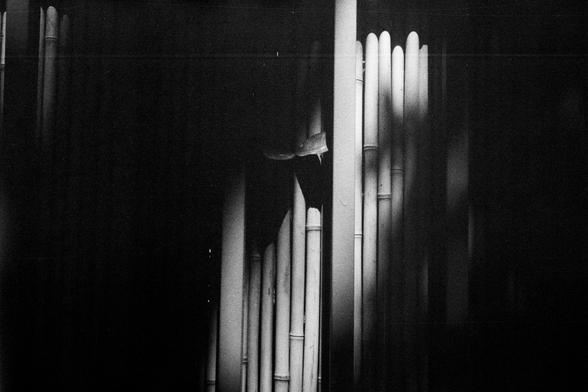 ERA 100 (FF)

English Alt Text:
A black-and-white photo of tall bamboo stalks standing close together. The vertical lines dominate the frame, with light and shadow creating dramatic contrasts across the smooth surfaces. The cylindrical shapes of the bamboo are highlighted by the lighting, while shadows add depth and mystery. One stalk appears broken or has cloth hanging from it, introducing an element of intrigue. The image emphasizes natural texture, rhythm, and the quiet strength of bamboo.

…