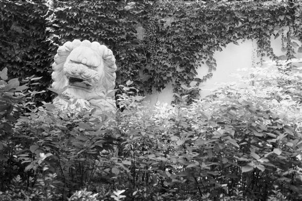 Fujifilm NEOPAN SS (FF)

English Alt Text:
A black-and-white photo of a traditional Chinese guardian lion statue, partially hidden by dense foliage. The lion is carved from stone with a curly mane, fierce eyes, and a poised stance, symbolizing protection. Behind it, a wall covered in ivy adds a sense of age and tranquility. The interplay of nature and sculpture evokes serenity and cultural reverence.

中文替代文字：
这是一张黑白照片，展示了一尊传统中国石雕狮子，部分被浓密的植物遮挡。狮子鬃毛卷曲，神态威严，象征守护与力量。背景是一堵爬满常春藤的墙壁，增添了静谧与岁月感。雕塑与自然的融合…