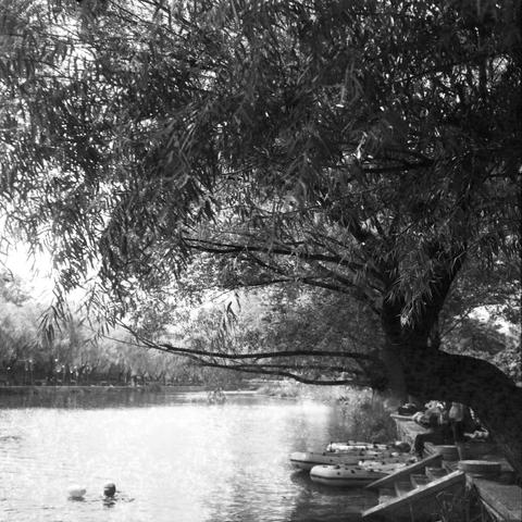 Ilford HP5 Plus 400 (6x6)

English Alt Text:
A black-and-white landscape photograph shows a peaceful riverside scene. A large tree with thick foliage extends over the water, casting shade. Beneath it, several inflatable boats are docked along a concrete embankment with steps leading to the river. Two people are swimming in the lower left corner. On the right, a small group gathers near the boats, possibly preparing for a ride. The image conveys leisure and nature, with soft light and calm water…