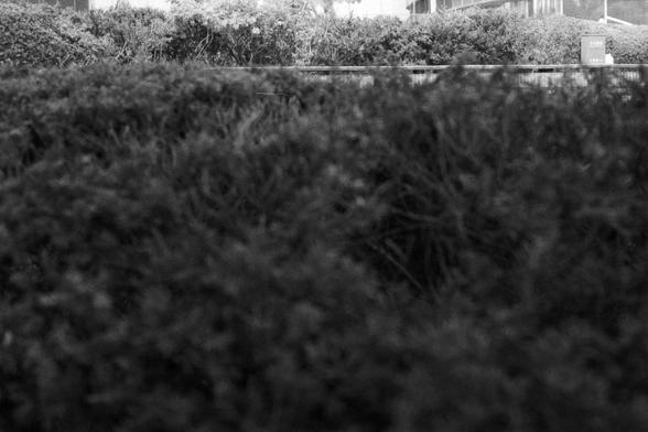 Fujifilm NEOPAN SS (FF)

English Alt Text: A black-and-white photo shows dense shrubbery in the foreground with trimmed bushes and a building in the background. The depth of field is shallow, keeping the background sharp while the foreground is softly blurred. The scene feels quiet and urban, with nature partially enclosing a built environment. The contrast between organic textures and structured signage adds visual interest.

中文替代文字：
这张黑白照片前景是茂密的灌木丛，背景是修剪整齐的绿篱和一栋建筑。景深较浅，背景清晰，前景略微模糊。整个场景宁静而城市化，…