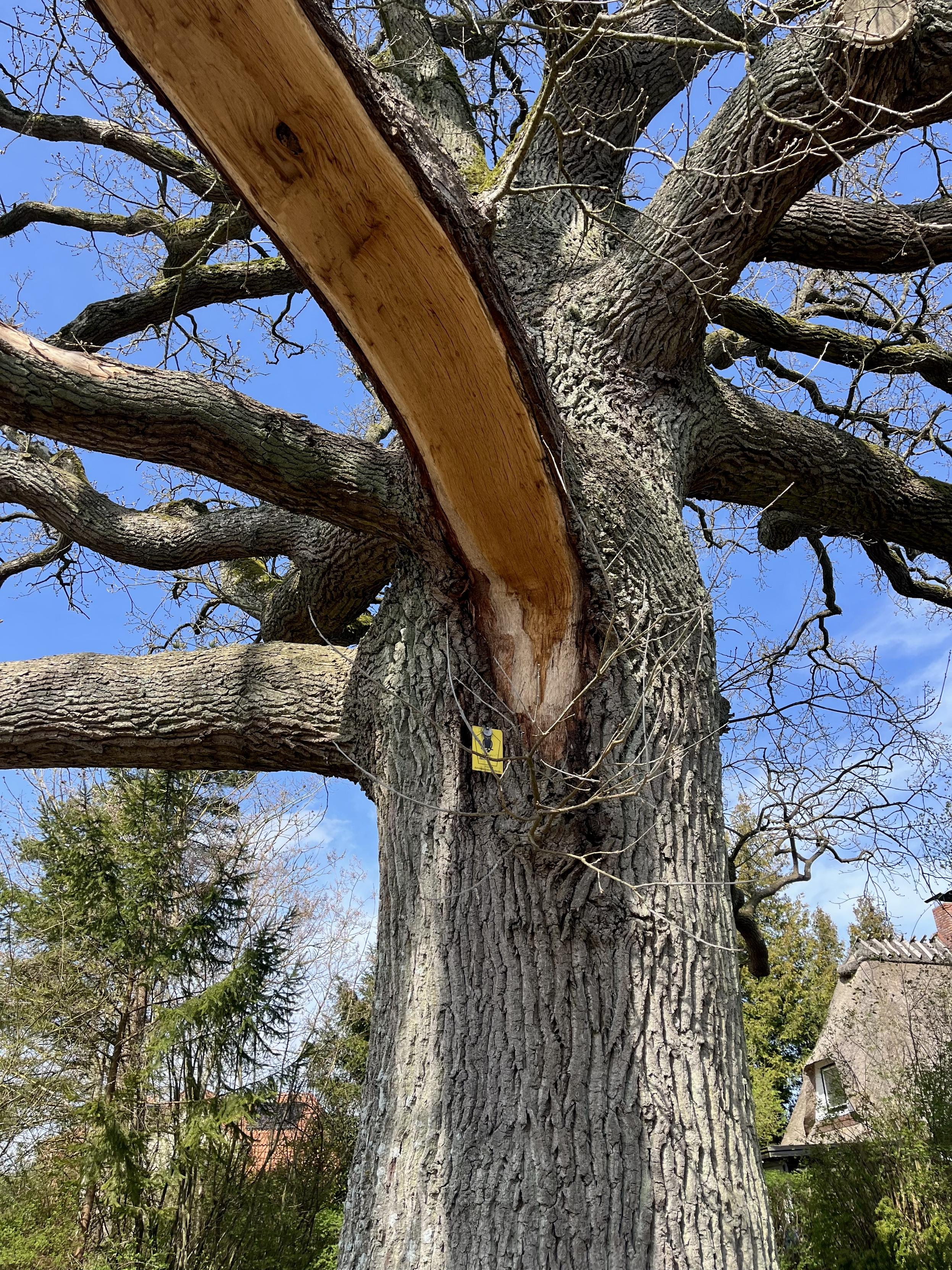 Tree trunk with a Lot of branches, Seen from below. One of the bisher branches has broken off. 
